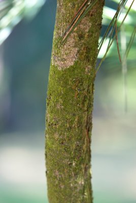 Pinus ayacahuite - borovice mexická - kůra